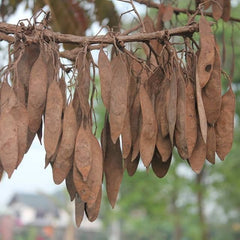 50 Dalbergia cana Graham ex Kurz Kra phi nang nuan Seeds