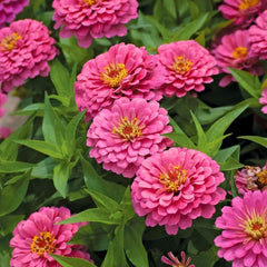 300 Giant Pink Zinnia Flower Seeds