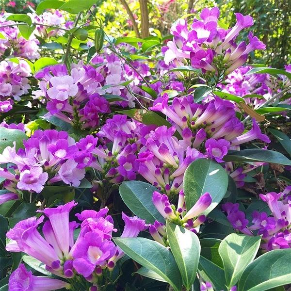 50 Garlic Vine Mansoa Alliacea Seeds Purple Flower