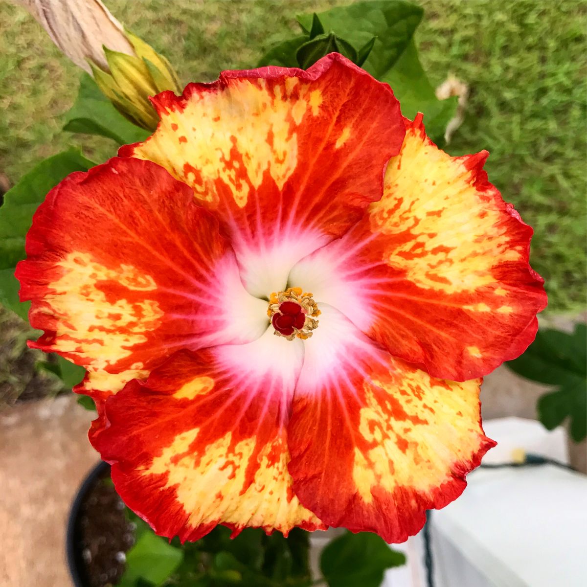 100 Painted Pony Hibiscus Hardy Flower Perennials Seeds