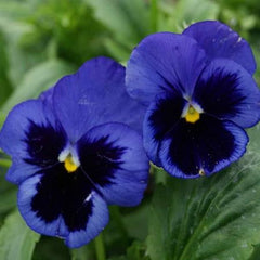100 Blue Pansy Flower Seeds