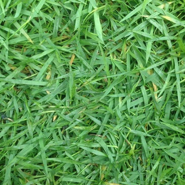 5000 Japanese Lawngrass Grass Seeds