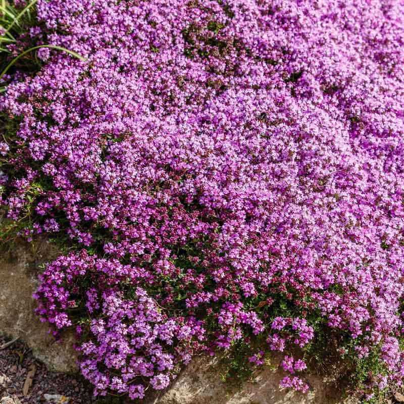100 Creeping Thyme Herb Flower Seeds Thymus Serpyllum