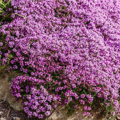 100 Creeping Thyme Herb Flower Seeds Thymus Serpyllum