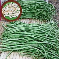 100 White Thai Yard Long Bean Seeds White Bean