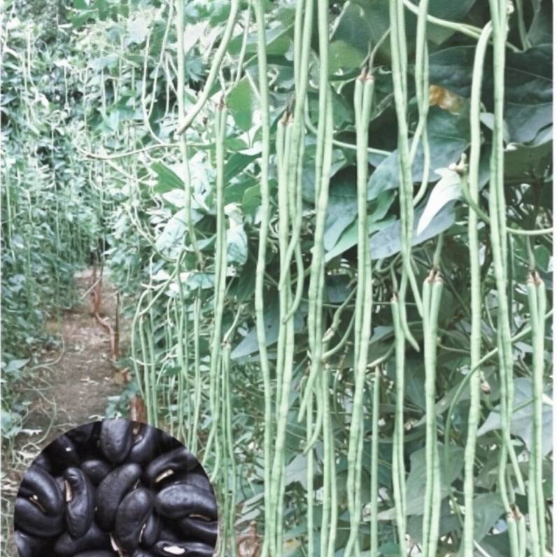 100 Black Yard Long Bean Seeds Black Bean