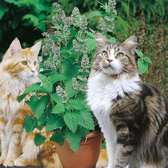 200 Catmint Catnip Seeds Nepeta Cataria Citriodora