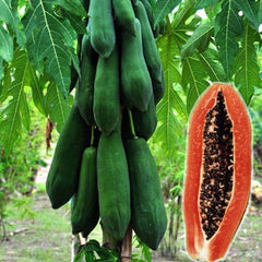 Bunch of green papayas on a tree with a cross-section of a papaya showing its interior.