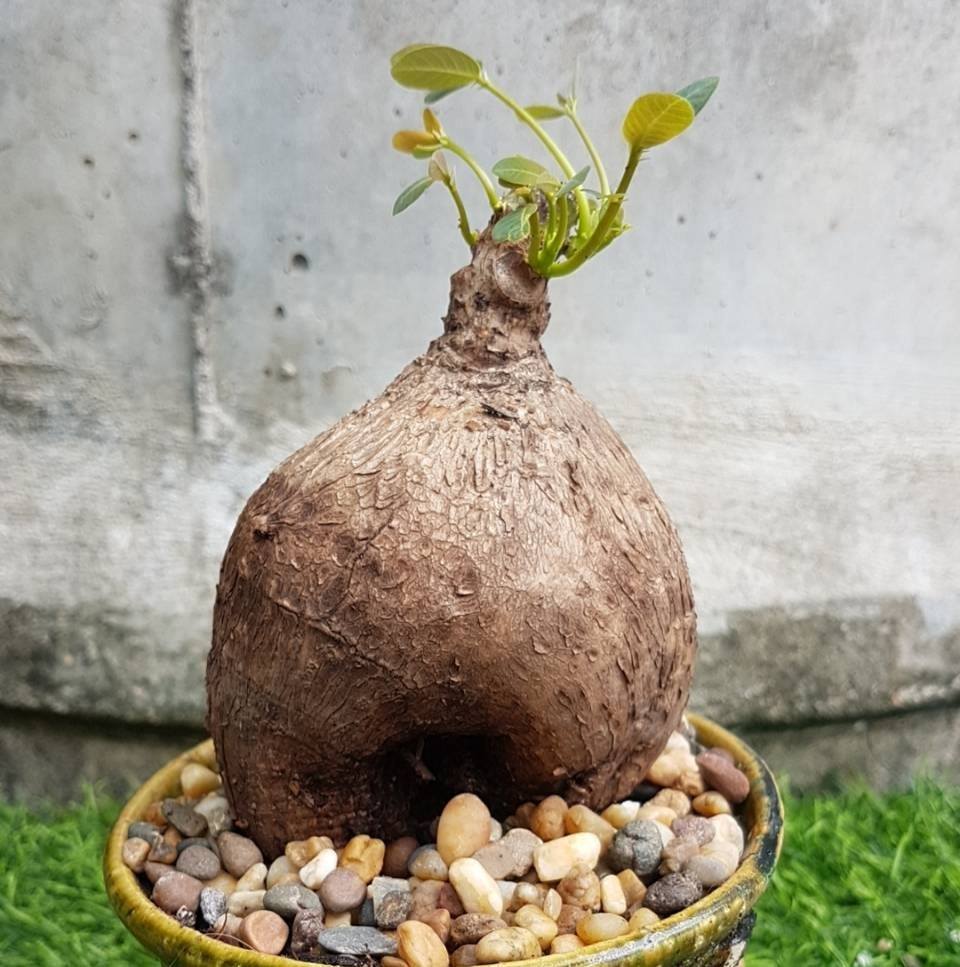 20 Rare Phyllanthus Mirabilis Seeds