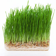 300 Wheatgrass Sprouts Microgreen Seeds
