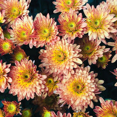 200 Strawberry Butter Mum Chrysanthemum Flowers Seeds
