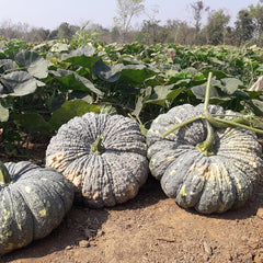 Green pumpkins on the ground with a field of plants in the background