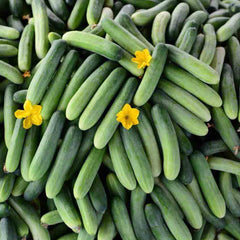 Stack of green cucumbers with yellow flowers on a dark background
