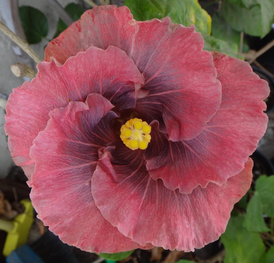 100 Xanadu Hibiscus Hardy Flower Perennials Seeds