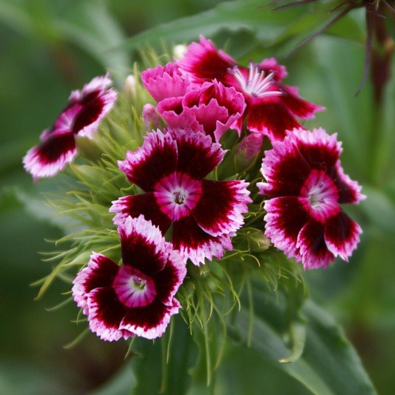 Close-up of pink and red flowers with green leaves on a blurred green background
