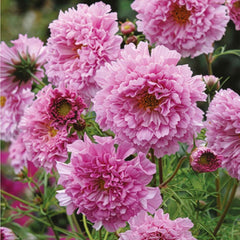 500 Double Click Rose Bon Bon Cosmos Flower Seeds