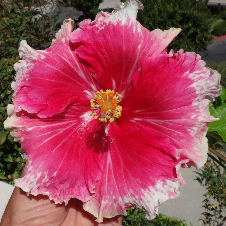 Close-up of a pink and white flower with a blurred natural background