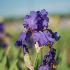 100 His Royal Highness Iris Seeds