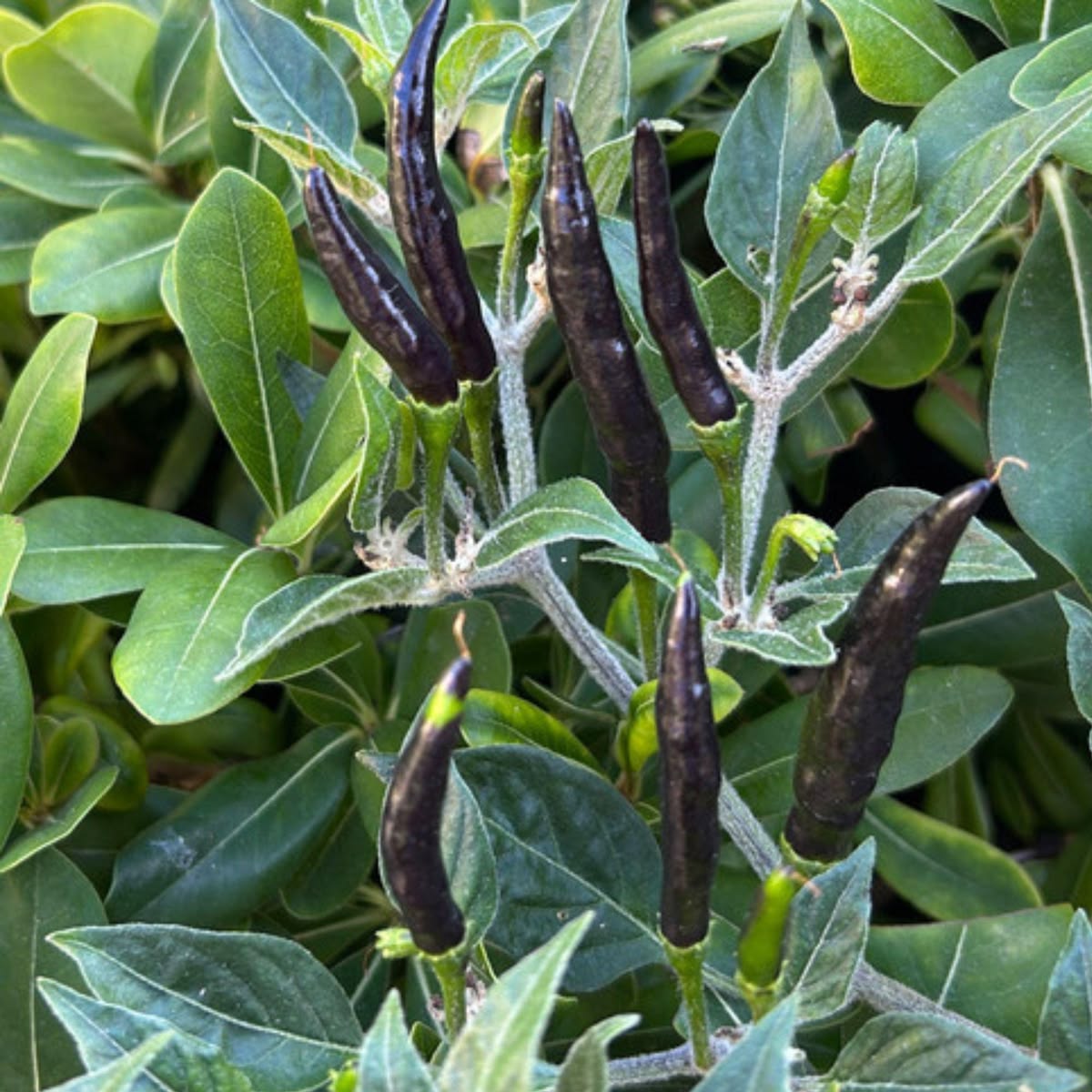 100 Black Cobra Chili Pepper Seeds