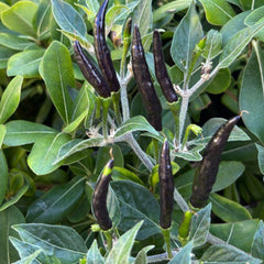 100 Black Cobra Chili Pepper Seeds
