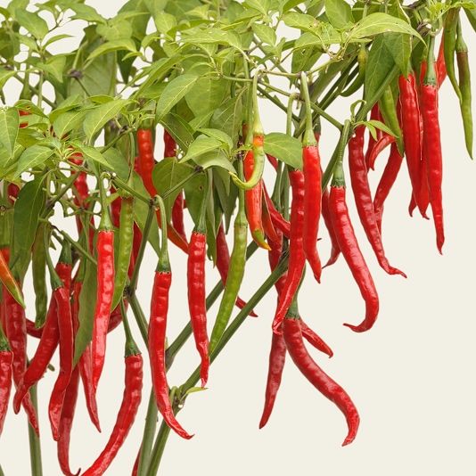 200 Pencil Cayenne Long Chili Pepper Vegetable Seeds
