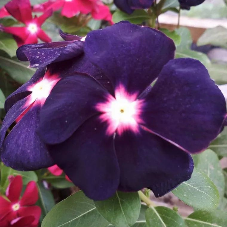 Close-up of a purple flower with a pink center, surrounded by green leaves.