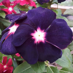 Close-up of a purple flower with a pink center, surrounded by green leaves.