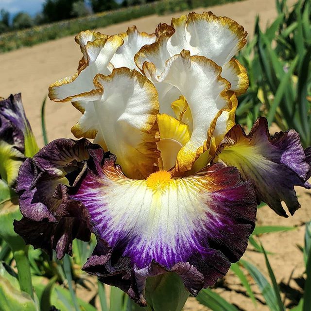 100 Above it all Iris Seeds