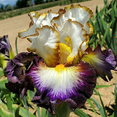 100 Above it all Iris Seeds