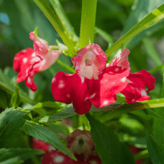 200 Red Impatiens Balsamina Balsam Seeds Touch Me Not