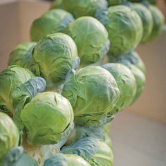 100 Brussels Sprout Brilliant F1 Hybrid Seeds