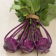 200 Purple Vienna Kohlrabi Seeds Brassica oleracea var. gongylodes
