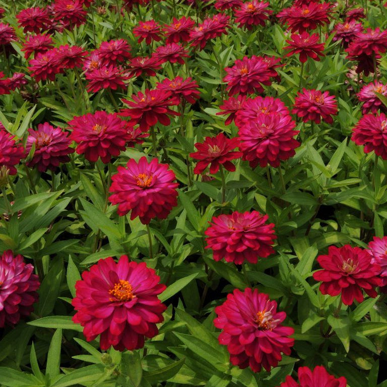 Field of vibrant pink flowers with green leaves