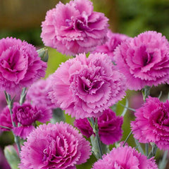 Close-up of pink carnations with a blurred green background