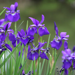 100 Blue Siberian Iris Seeds