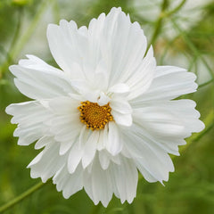 500 Fizzy White Cosmos Flower Seeds
