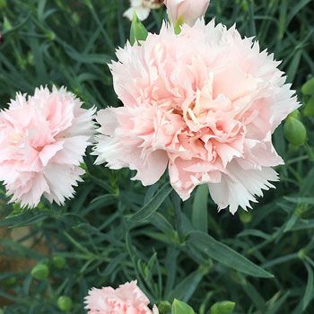 350 La France Pink Carnation Dianthus Caryophyllus Seeds