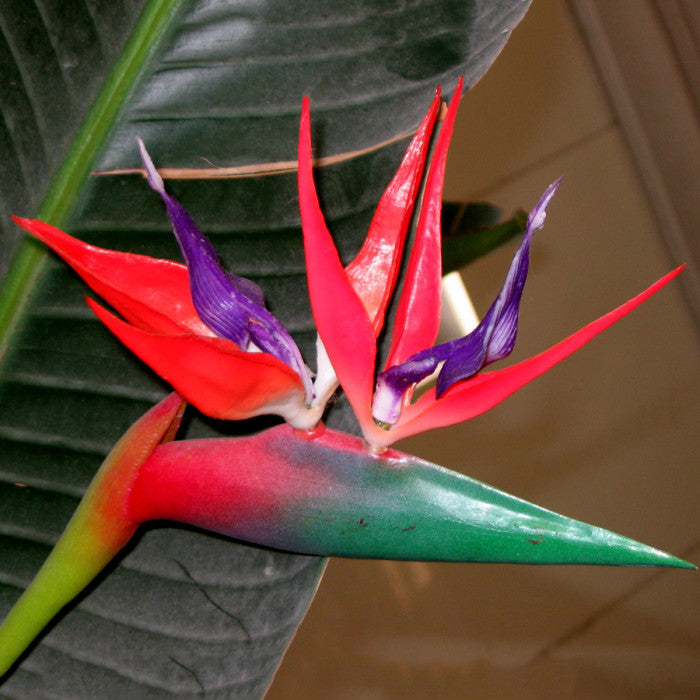 10 Red Bird of Paradise Flower Seeds. Strelitzia reginae crane flower