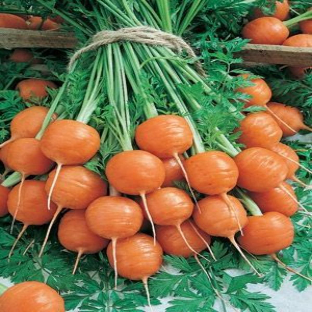 100 Round Parisian Carrot Organic Heirloom Seeds (Vegetable) Non Gmo