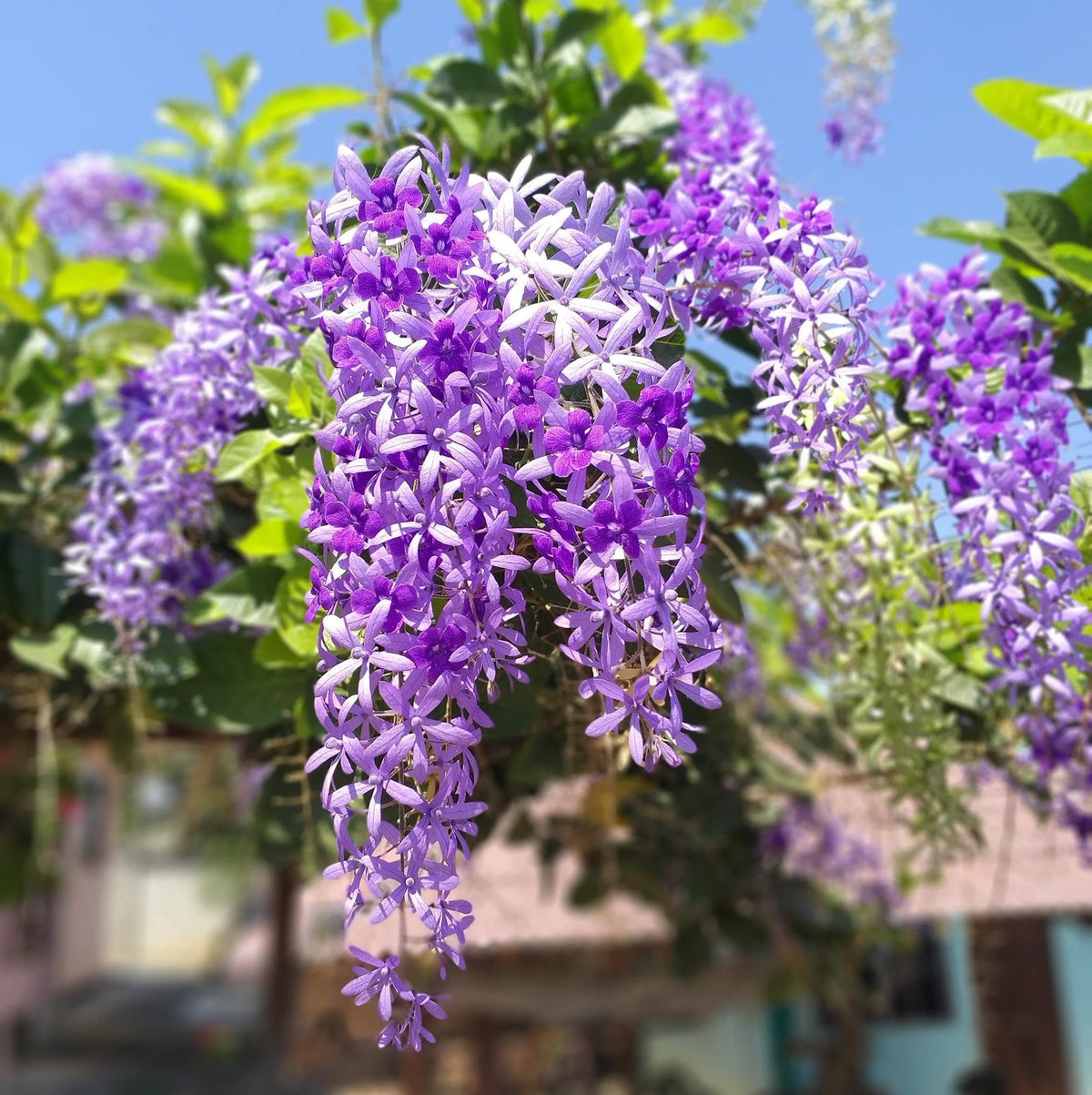 35 Purple Wreath Sandpaper Vine Queen's Wreath Petrea volubilis L. Seeds