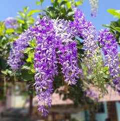35 Purple Wreath Sandpaper Vine Queen's Wreath Petrea volubilis L. Seeds