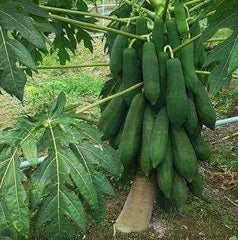 50 Thai Khaek Nuan Damnoen Papaya Fruit Seeds