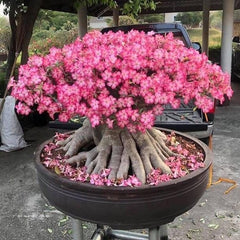15 Thai Adenium Obesum Yak Saudi 5 Desert Rose Bonsai Seeds