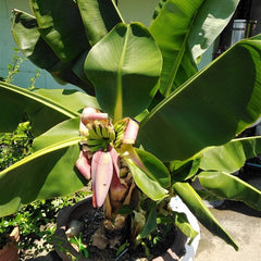 15 Dwarf Banana Cavendish Edible Fruit Non GMO Seeds