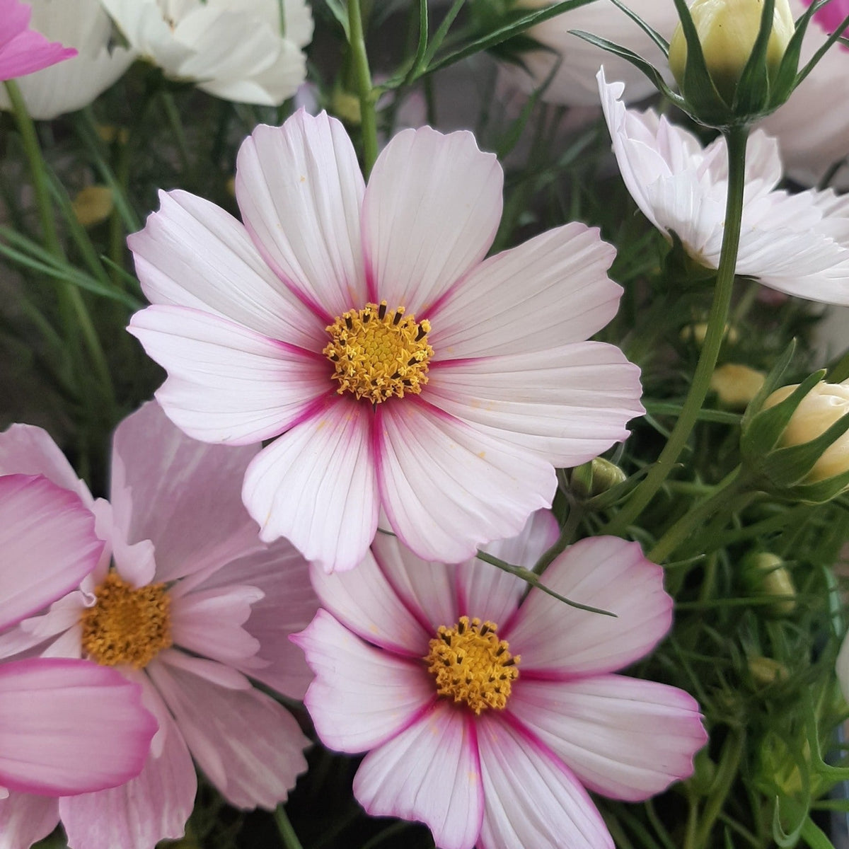 100 Mixed Sensation Cosmos flower Seeds (Flower Plants)