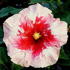 100 Fabulous Hibiscus Hardy Flower Perennials Seeds