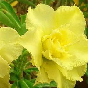 10 Thai Yellow F Adenium obesum Double layer (Desert Rose) Bonsai Seeds Fresh Flower New Seeds (Original Thai Seeds)