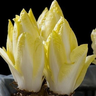 100 Italian Endive Non-GMO Vegetable Heirloom Seeds