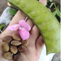 20 Sea Bean Beach Bean Canavalia Rosea Seeds