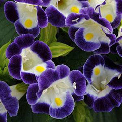 300 Blue and White Torenia Wishbone Flower Seeds